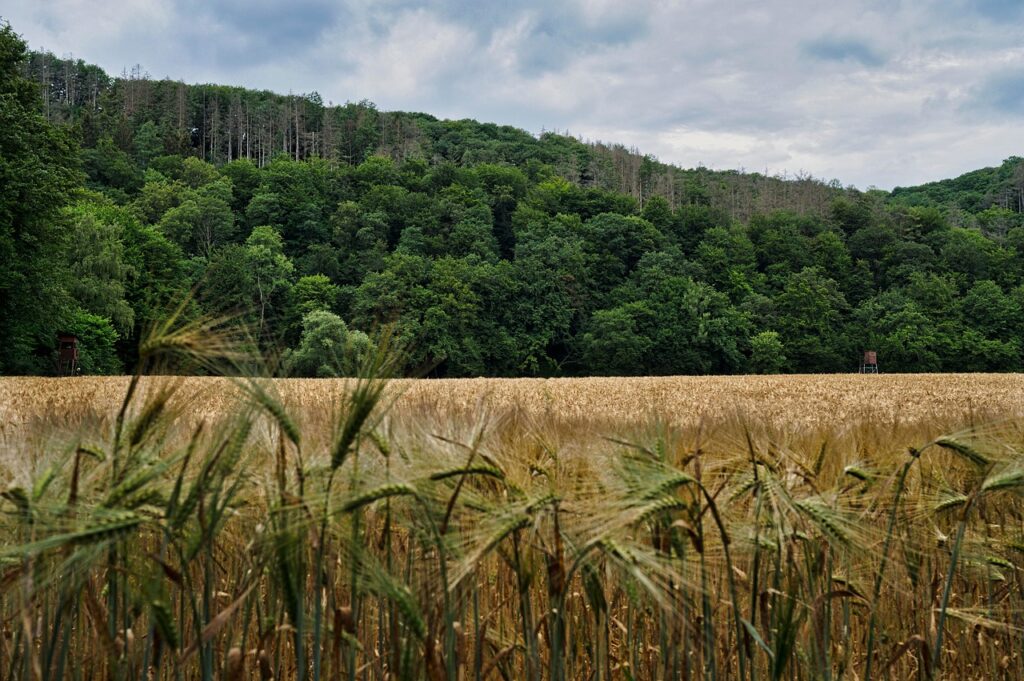 Besetzung von Ein neuer Sommer: Die Schauspieler, Figuren und Hintergründe der Netflix Serie besetzung von ein neuer sommer