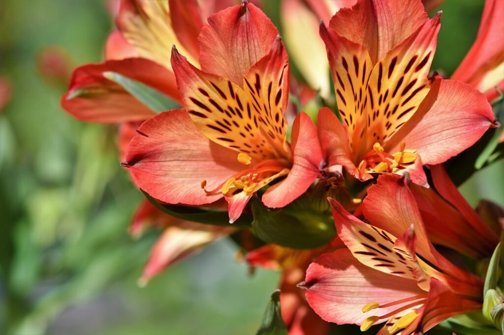 Rhododendron: Pflege, Sorten, Standort und Gestaltungsideen für einen prachtvollen Garten rhododendron